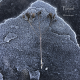 Porosl – Winterhome