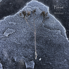 Porosl – Winterhome