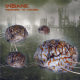 Insane – Preserve To Diverse
